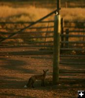 Can I  jump that high?. Photo by Dawn Ballou, Pinedale Online.