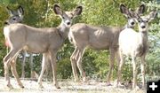 Maturing Muleys. Photo by Trey Wilkinson, Sublette Examiner.