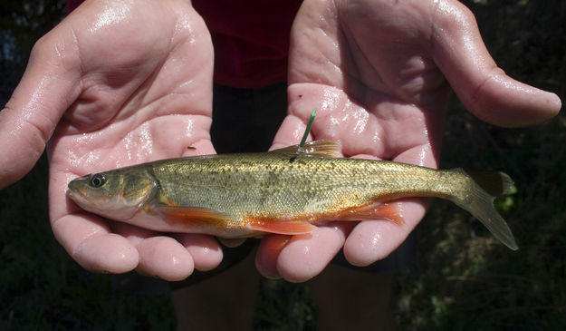 Roundtail Chub . Photo by Mark Gocke.