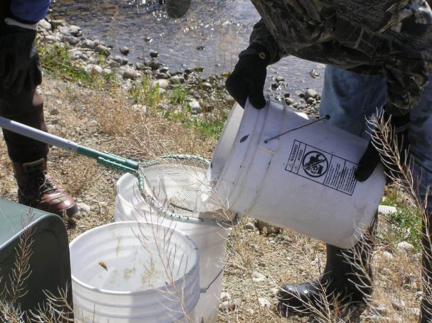 Straining the water. Photo by Bob Rule, KPIN 101.1 FM Radio.