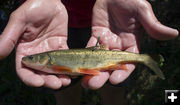 Roundtail Chub . Photo by Mark Gocke.