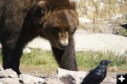 Grizzly bear. Photo by Cat Urbigkit, Pinedale Online.