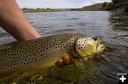 Electrofishing. Photo by Mark Gocke, Wyoming Game & Fish.