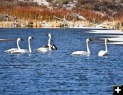 Swans. Photo by Dave Bell.