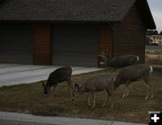 On the Lawn. Photo by Pam McCulloch.