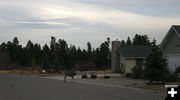 Buck Crossing. Photo by Pam McCulloch, Pinedale Online.