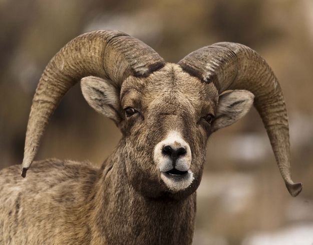 Sheep. Photo by Dave Bell.