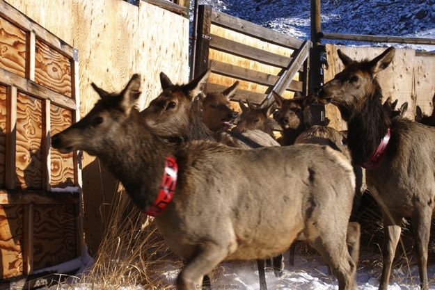 Elk. Photo by Cat Urbigkit, Pinedale Online.