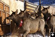 Elk. Photo by Cat Urbigkit, Pinedale Online.