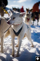 Dog Team. Photo by Octavian Dumitrescu, Pinedale Legacy Photography.