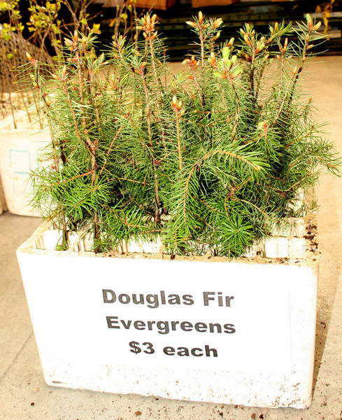 Douglas Fir Evergreens. Photo by Dawn Ballou, Pinedale Online.