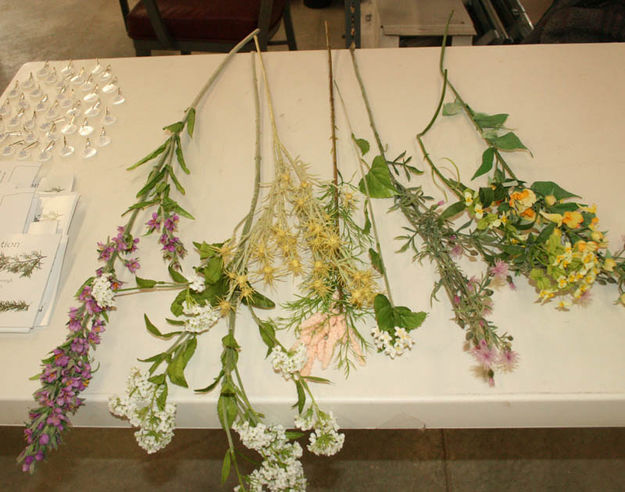 Noxious Weeds. Photo by Dawn Ballou, Pinedale Online.