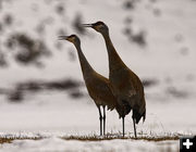 Sandhill Cranes. Photo by Dave Bell.