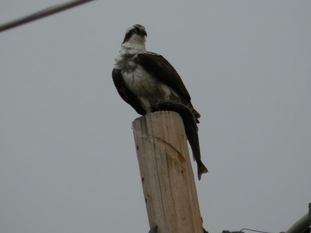 Osprey and fish. Photo by Marcela and Tobe J. Vigil.