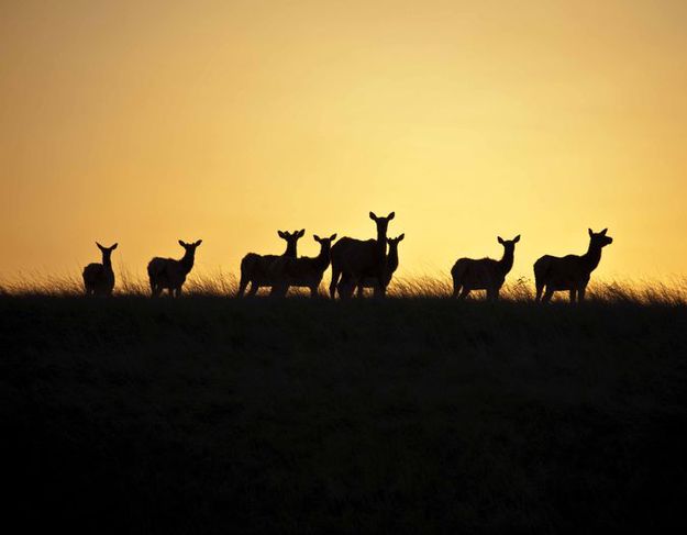 Elk herd. Photo by Dave Bell.