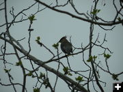 Cedar Waxwing. Photo by Marcela and Tobe J. Vigil.