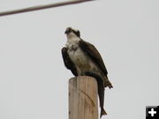 Osprey. Photo by Marcela and Tobe J. Vigil .