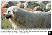 Great Pyrenees. Photo by Cat Urbigkit.