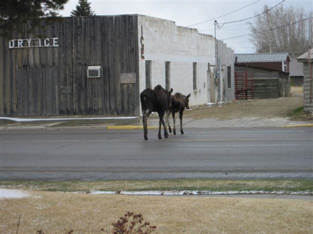 Crossing Pine Street. Photo by Susie Hatch, Hatch Real Estate.