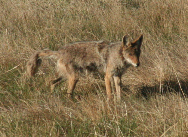 Coyote. Photo by Dawn Ballou, Pinedale Online.