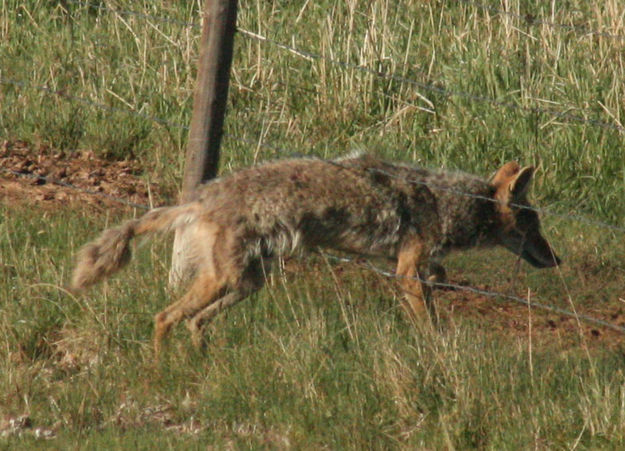 Through the fence. Photo by Dawn Ballou, Pinedale Online.