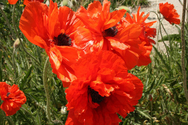 Poppies. Photo by Dawn Ballou, Pinedale Online.