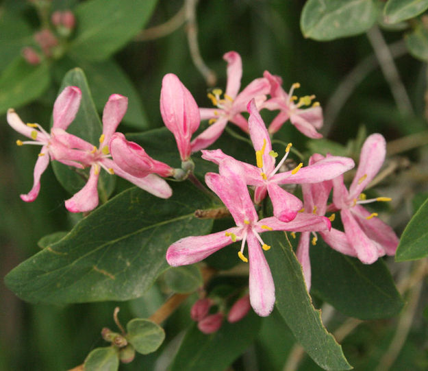 Little pink flowers. Photo by Dawn Ballou, Pinedale Online.