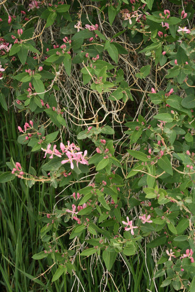 Tiny pink flowers. Photo by Dawn Ballou, Pinedale Online.