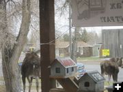 Moose out the window. Photo by Susie Hatch, Hatch Real Estate.