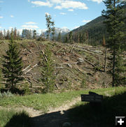 Logging along trrails. Photo by Dawn Ballou, Pinedale Online.