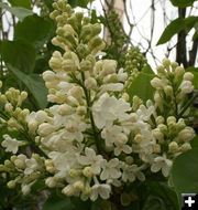 White Lilacs. Photo by Dawn Ballou, Pinedale Online.