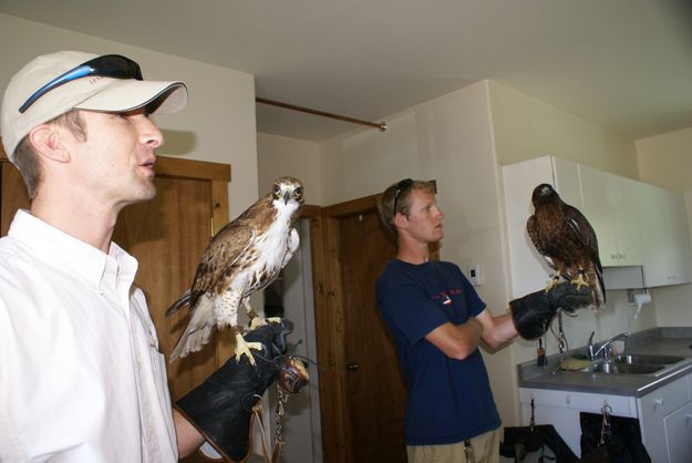 Red-tailed hawks. Photo by Cat Urbigkit, Pinedale Online.