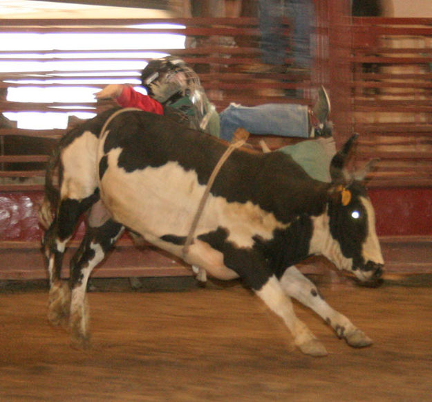 Zack Winer minibulls. Photo by Dawn Ballou, Pinedale Online.