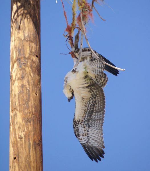 Limp bird. Photo by Cat Urbigkit, Pinedale Online.