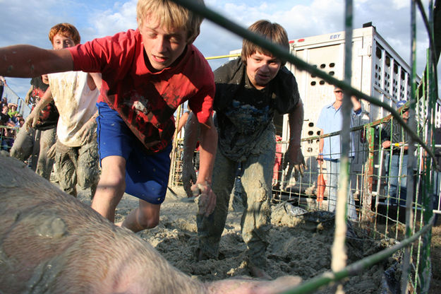 Here Piggy, Piggy. Photo by Pam McCulloch, Pinedale Online.