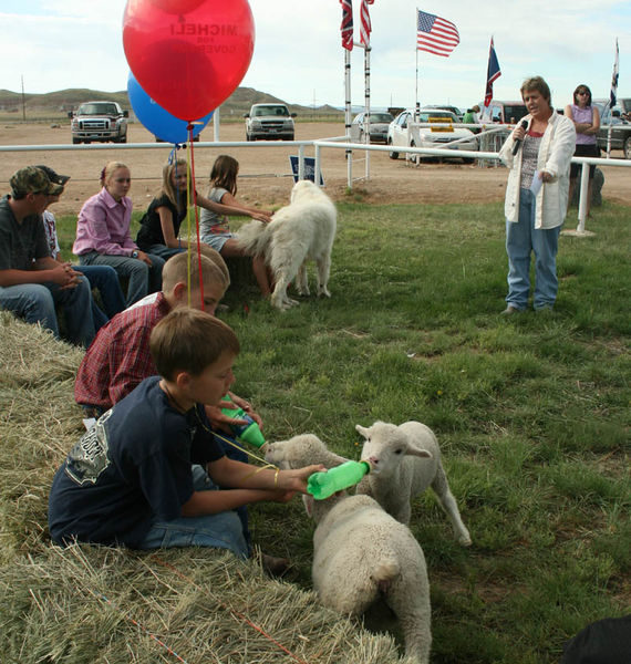 Sheep & guard dog. Photo by Dawn Ballou, Pinedale Online.