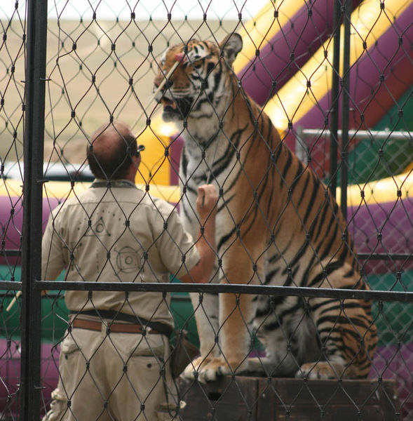 Tiger. Photo by Dawn Ballou, Pinedale Online.