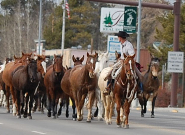 Levi leads the way. Photo by Debbee Miller.