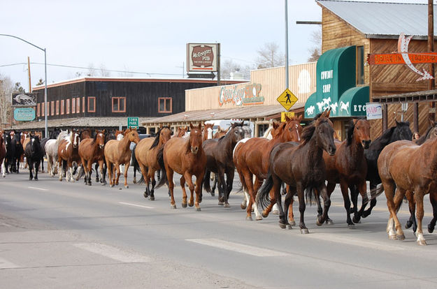 Horse Drive. Photo by Debbee Miller.