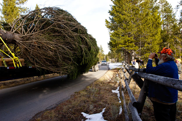 Bringing tree in. Photo by David Swift.