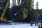 Tree cutting. Photo by David Swift.