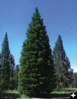 Before cutting. Photo by Capitol Christmas Tree photo.