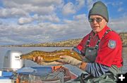 Burbot. Photo by Wyoming Game & Fish.