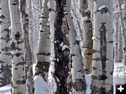 Snowy Aspens. Photo by Scott Almdale.