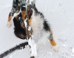 Playing on ice. Photo by Mari Muzzi, Sublette Examiner.