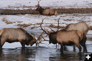 Bull Elk. Photo by Sammie Moore.