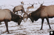 Locked Antlers. Photo by Sammie Moore.