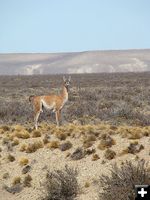 Another guanaco. Photo by Family on Bikes.