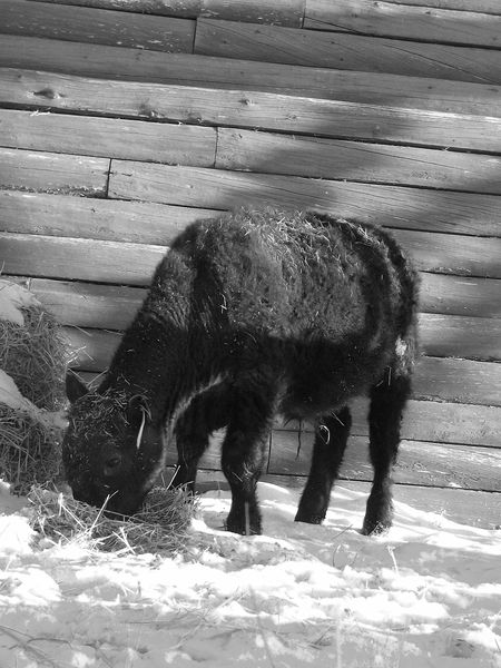 Grabbing a snack. Photo by Gordie Banks.