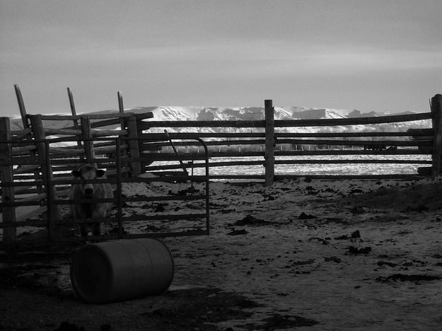 Cow behind the gate. Photo by Gordie Banks.